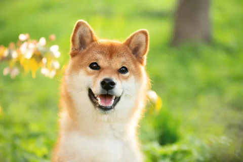 Rücksichtsloser Verkauf bedroht die Zukunft von Dogecoin